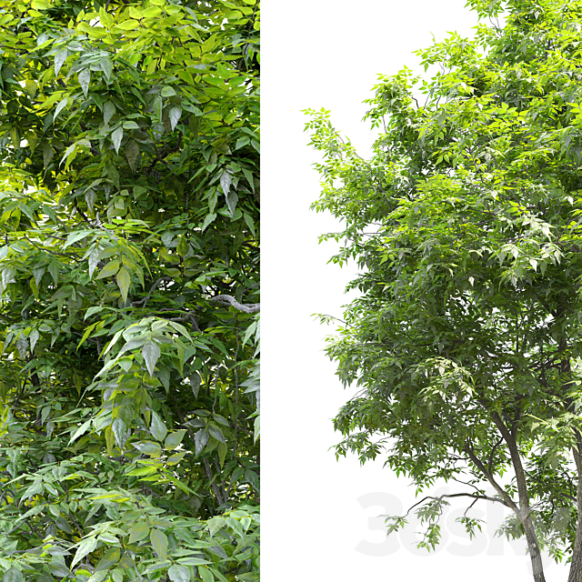 Fraxinus americana (White ash) 2 3DS Max Model - thumbnail 4