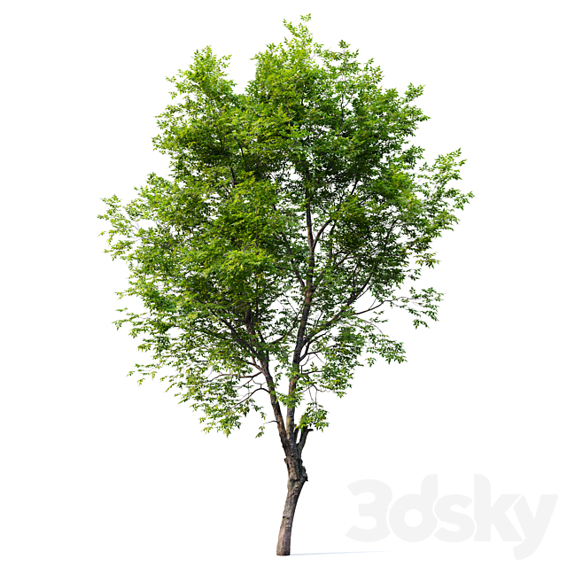 Fraxinus excelsior 02 3DS Max Model - thumbnail 2