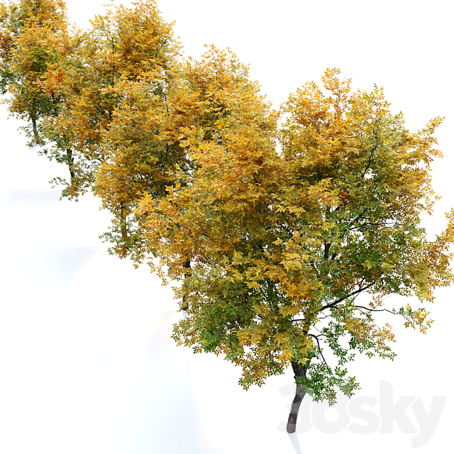 Fraxinus excelsior 02 3DS Max Model - thumbnail 5