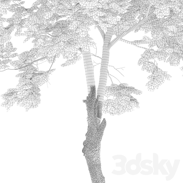 Fraxinus excelsior 02 3DS Max Model - thumbnail 6