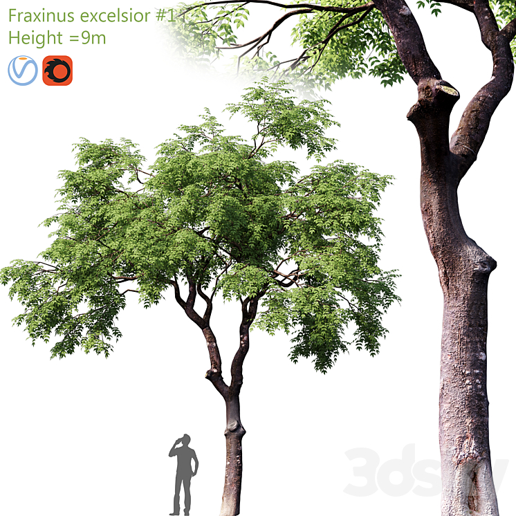 Fraxinus excelsior # 1 3DS Max - thumbnail 1