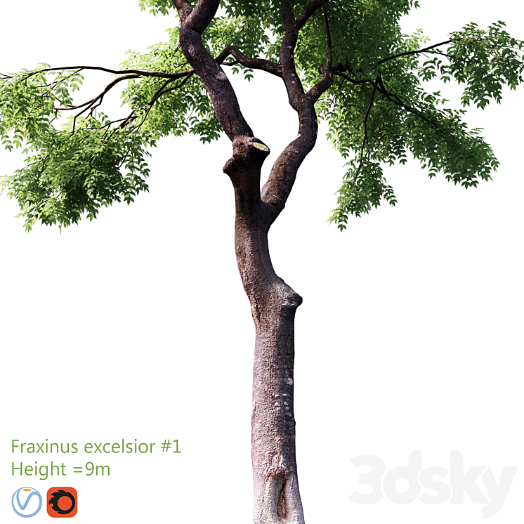 Fraxinus excelsior # 1 3DS Max - thumbnail 2