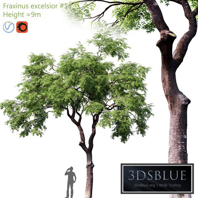 Fraxinus excelsior # 1 3DS Max - thumbnail 3