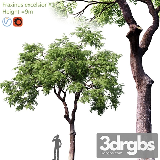 Fraxinus Excelsior 1 3dsmax Download - thumbnail 1