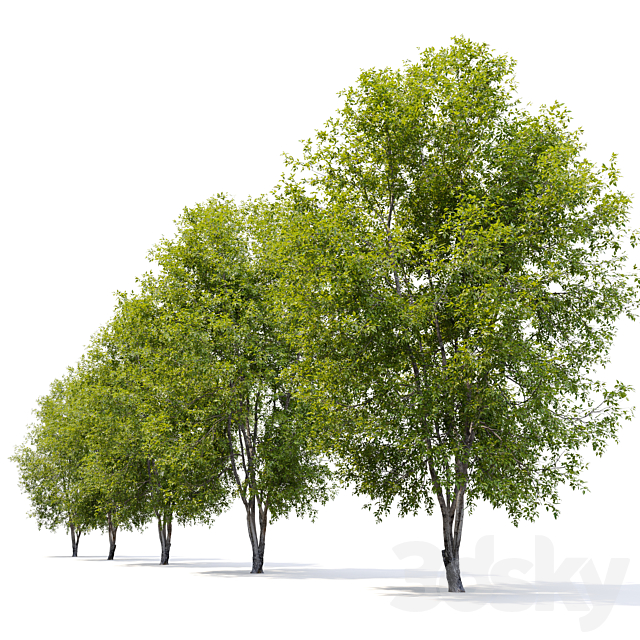 Fraxinus mandshurica 2 3DS Max Model - thumbnail 2