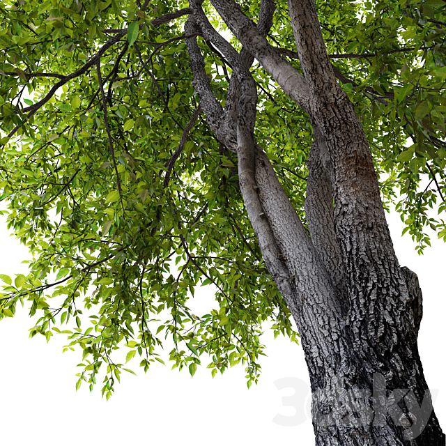 Fraxinus mandshurica 2 3DS Max Model - thumbnail 3