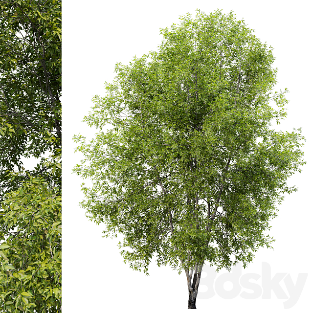 Fraxinus mandshurica 2 3DS Max Model - thumbnail 5