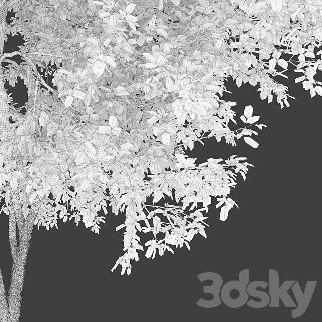 Fraxinus mandshurica 2 3DS Max Model - thumbnail 6