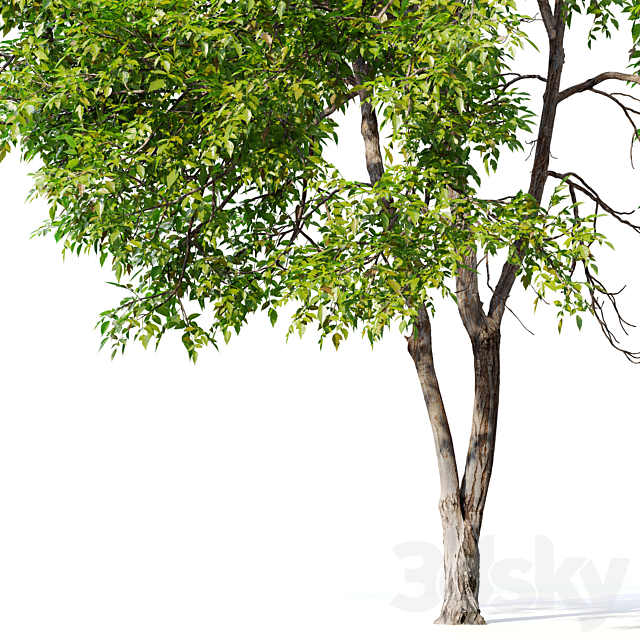 Fraxinus mandshurica 3DS Max Model - thumbnail 3