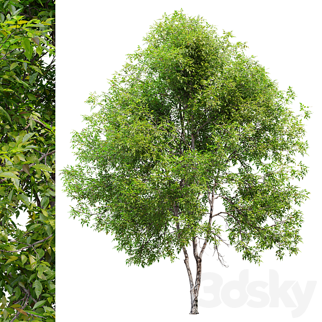 Fraxinus mandshurica 3DS Max Model - thumbnail 4