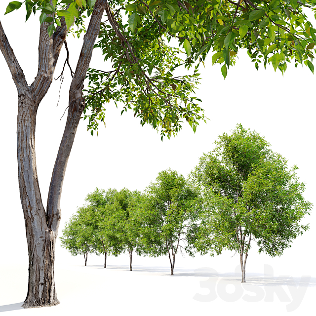 Fraxinus mandshurica 3DS Max Model - thumbnail 5