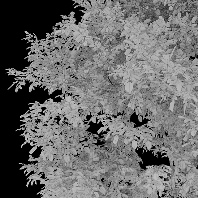 Fraxinus mandshurica 3DS Max Model - thumbnail 6