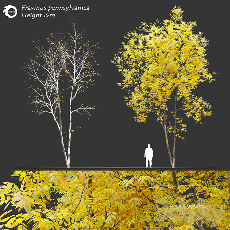 Fraxinus pennsylvanica (Ash tree) 3DS Max - thumbnail 1