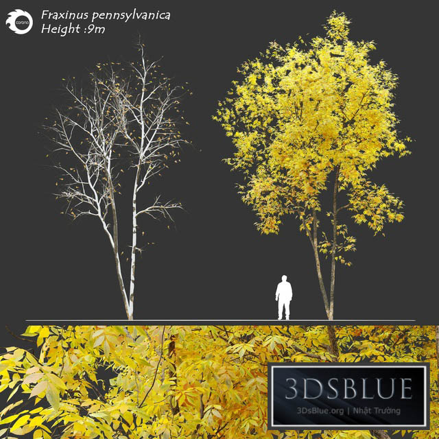 Fraxinus pennsylvanica (Ash tree) 3DS Max - thumbnail 3