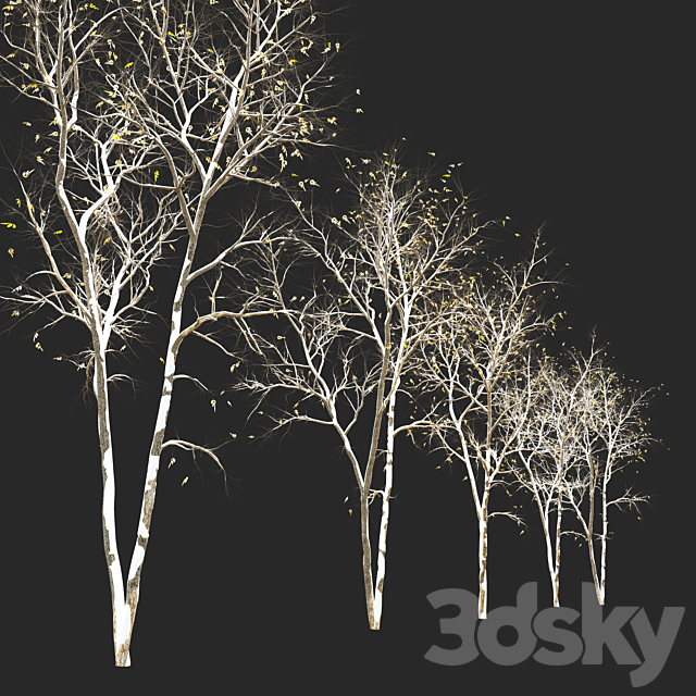 Fraxinus pennsylvanica (Ash tree) 3DSMax File - thumbnail 2