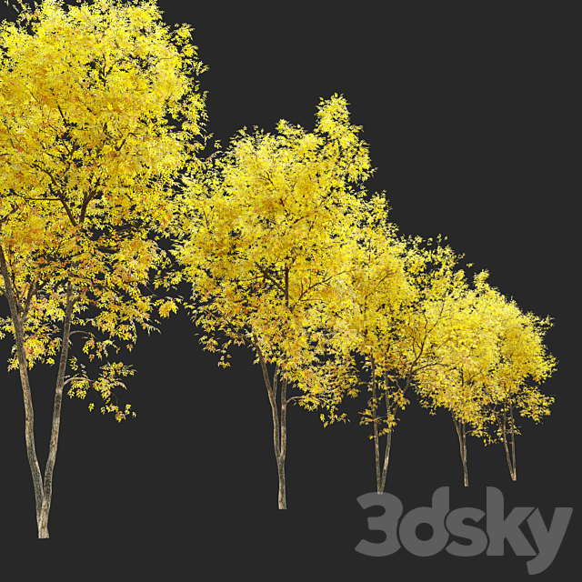 Fraxinus pennsylvanica (Ash tree) 3DSMax File - thumbnail 3