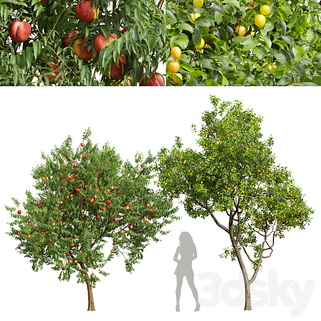 fruit tree-Prunus Salicina Plum Pflaume and Amygdalus Persica Peach 3ds Max - thumbnail 1