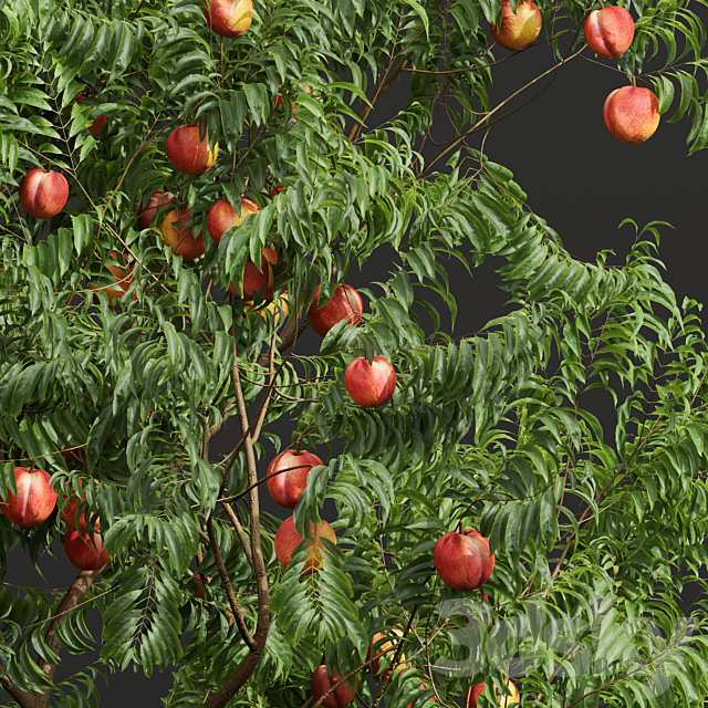 fruit tree-Prunus Salicina Plum Pflaume and Amygdalus Persica Peach 3ds Max - thumbnail 2