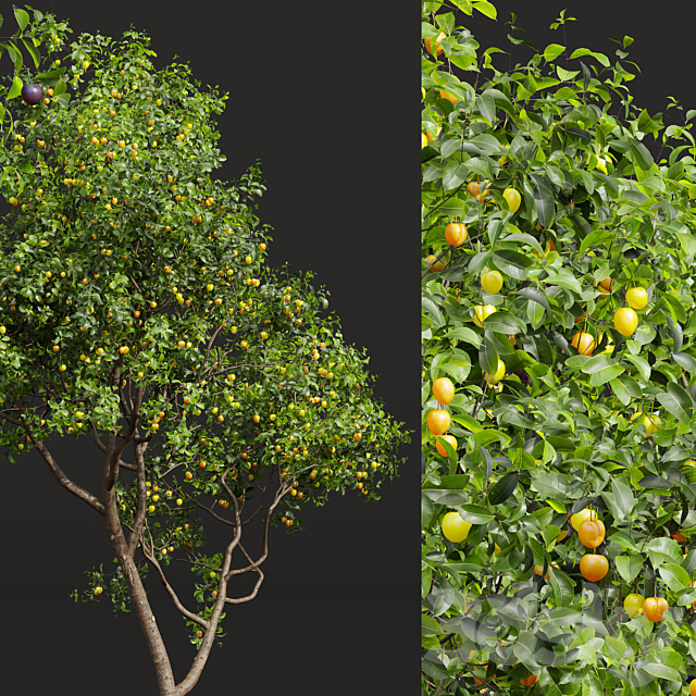 fruit tree-Prunus Salicina Plum Pflaume and Amygdalus Persica Peach 3ds Max - thumbnail 3