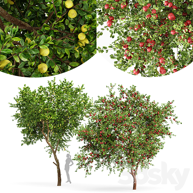 fruit trees lemon and apple 3ds Max - thumbnail 1