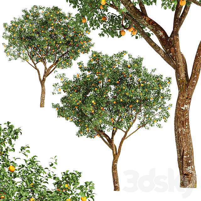 fruit trees-orange 3DS Max Model - thumbnail 2