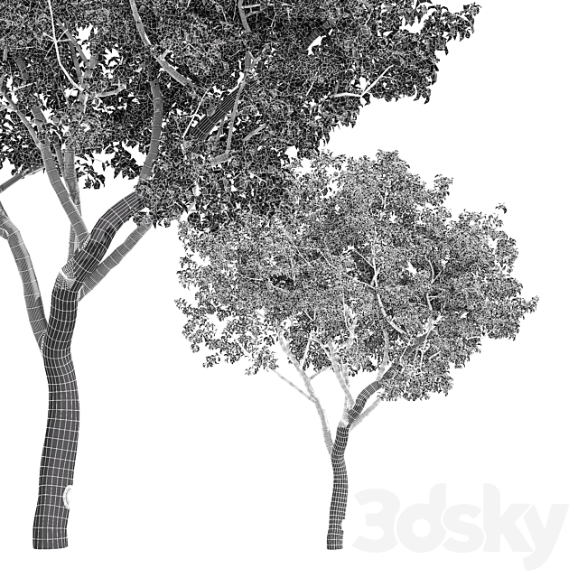 fruit trees-orange 3DS Max Model - thumbnail 3