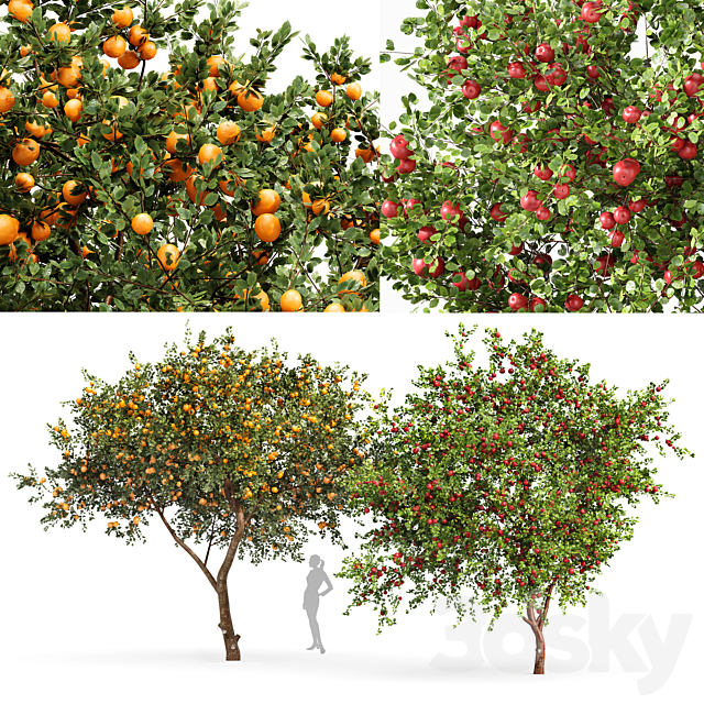 fruit trees orange and apple 3ds Max - thumbnail 1