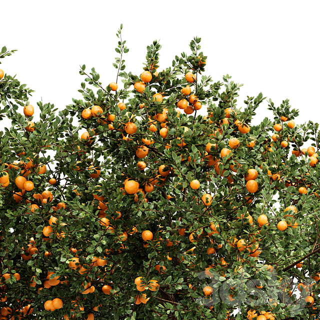 fruit trees orange and apple 3ds Max - thumbnail 2