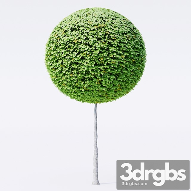 Geometric topiary trees - thumbnail 1