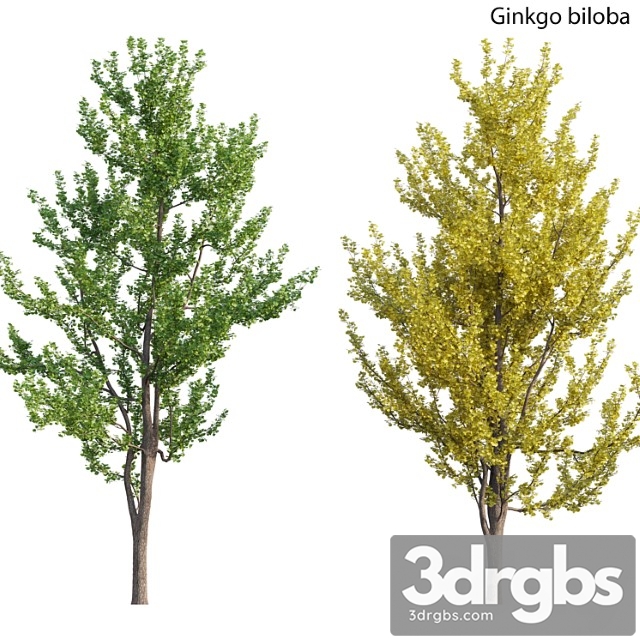 Ginkgo biloba - thumbnail 1