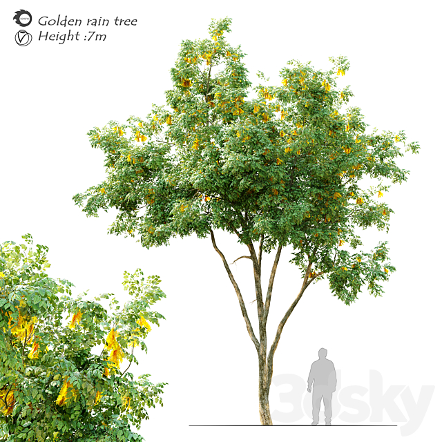 Golden rain tree_2 3ds Max - thumbnail 1