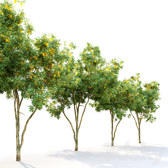 Golden rain tree_2 3ds Max - thumbnail 2