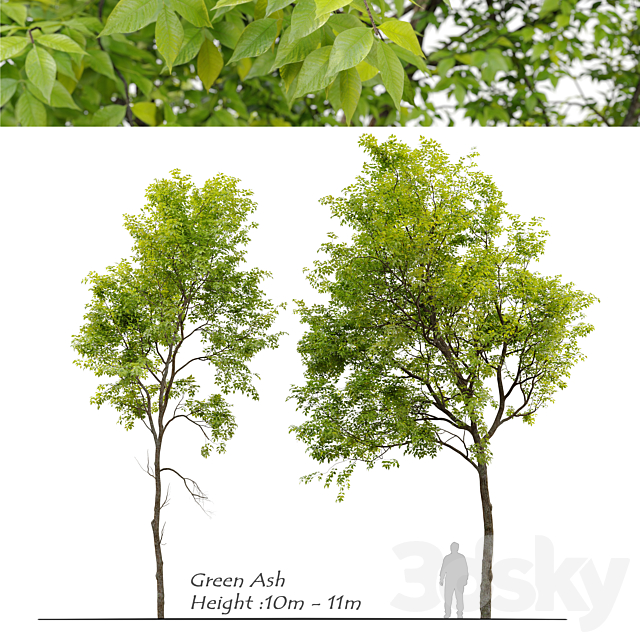 Green Ash (Fraxinus pennsylvanica) _3 3ds Max - thumbnail 1