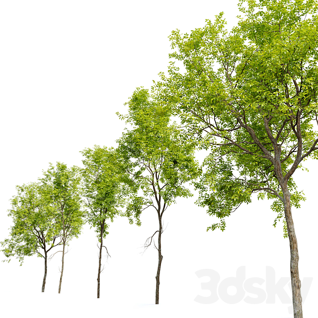 Green Ash (Fraxinus pennsylvanica) _3 3ds Max - thumbnail 3