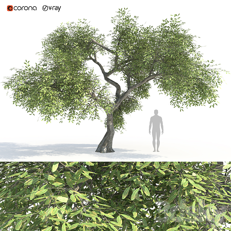 Green tree 2 3DS Max - thumbnail 1