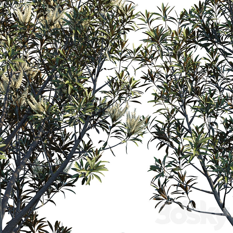 Grevillea Baileyana | Brown Silky Oak 3DS Max - thumbnail 2