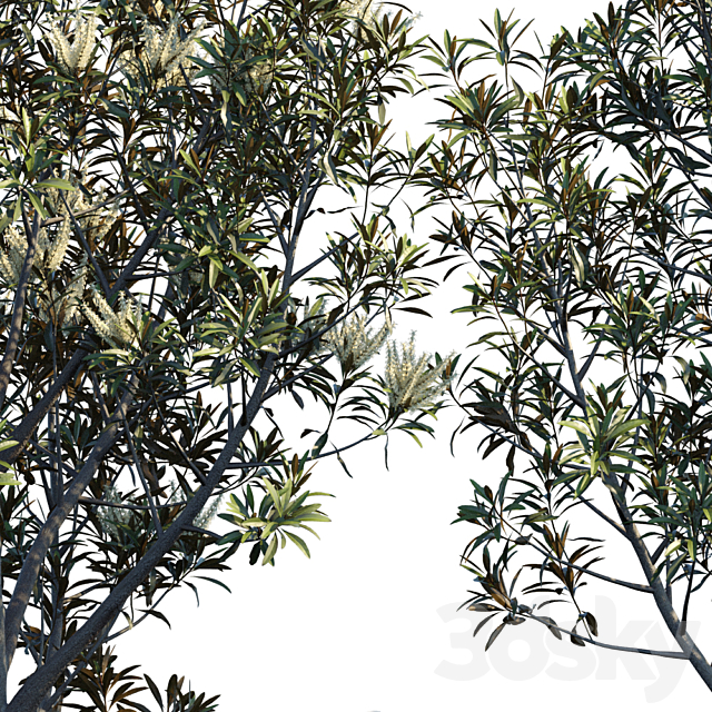 Grevillea Baileyana | Brown Silky Oak 3DSMax File - thumbnail 2