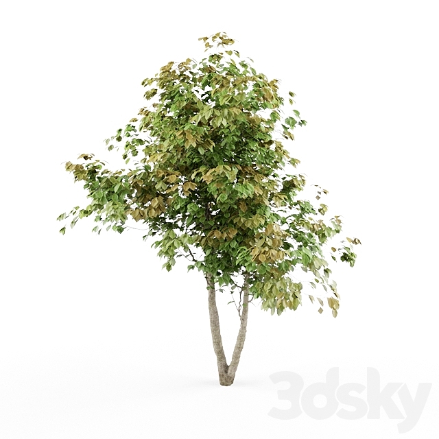 HD_tree_01_jefpreti.com 3ds Max - thumbnail 1