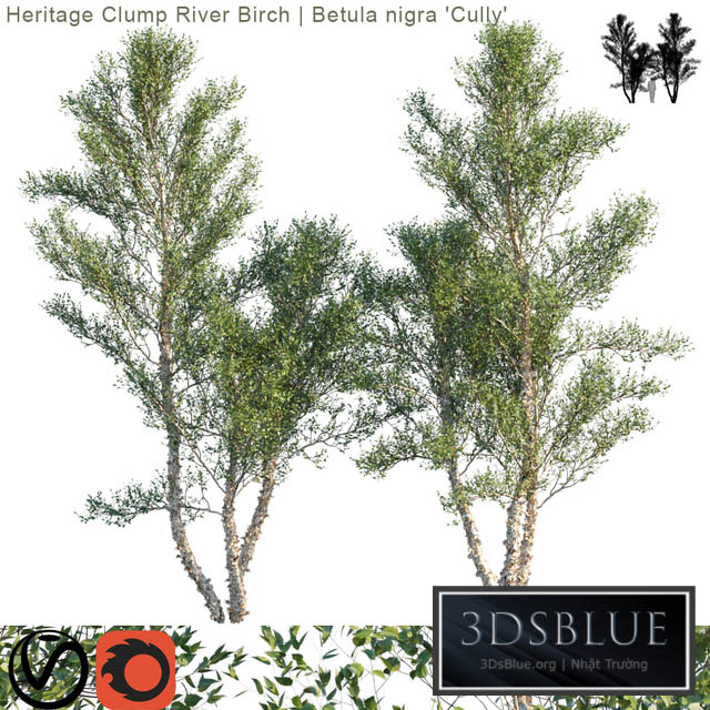 “Heritage Clump River Birch | Betula nigra “”Cully”” # 3″ 3DS Max - thumbnail 3