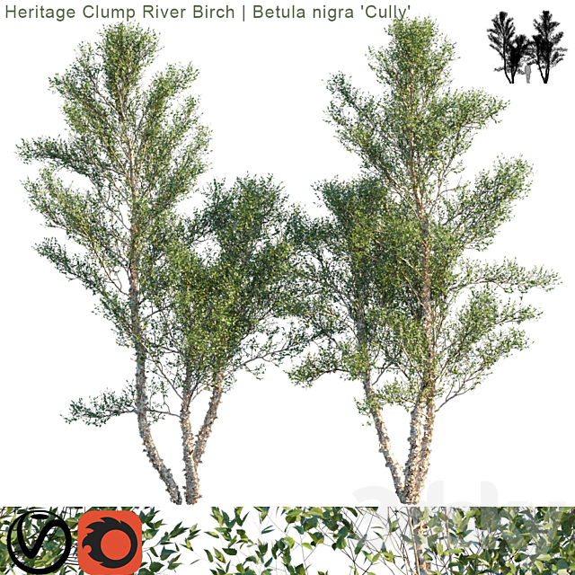 Heritage Clump River Birch | Betula nigra “Cully” # 3 3DSMax File - thumbnail 1