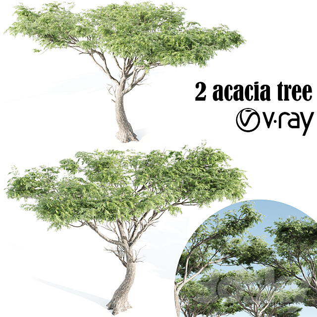 High quality Acacia-vray 3ds Max - thumbnail 1