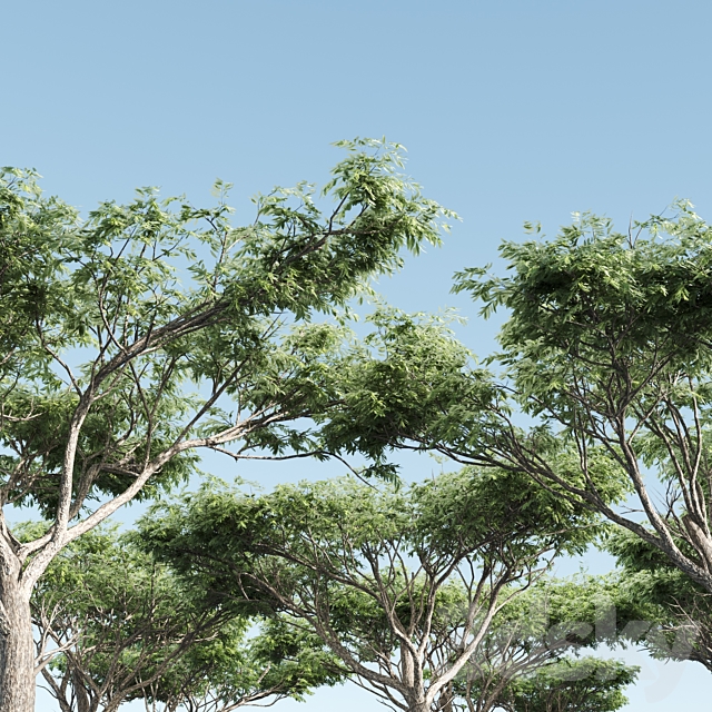 High quality Acacia-vray 3ds Max - thumbnail 2