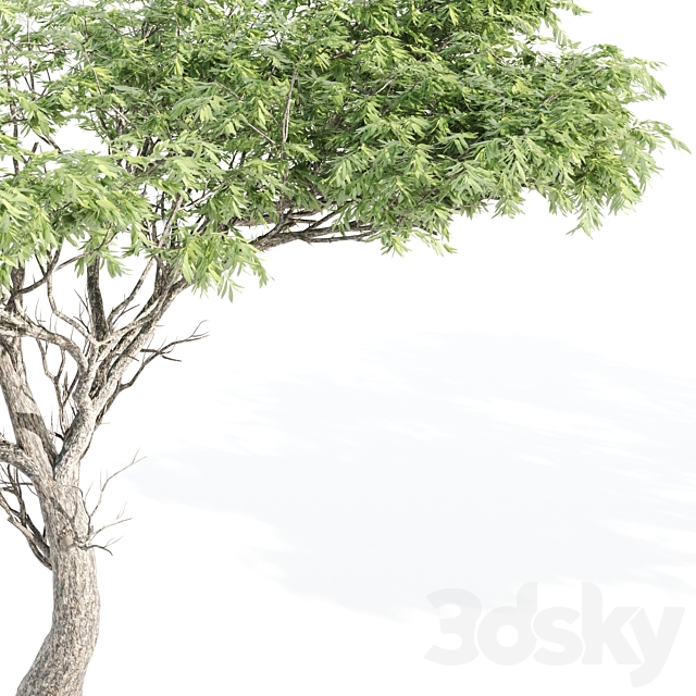 High quality Acacia-vray 3ds Max - thumbnail 3