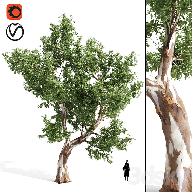 High Quality Eucalyptus tree 3DS Max - thumbnail 1