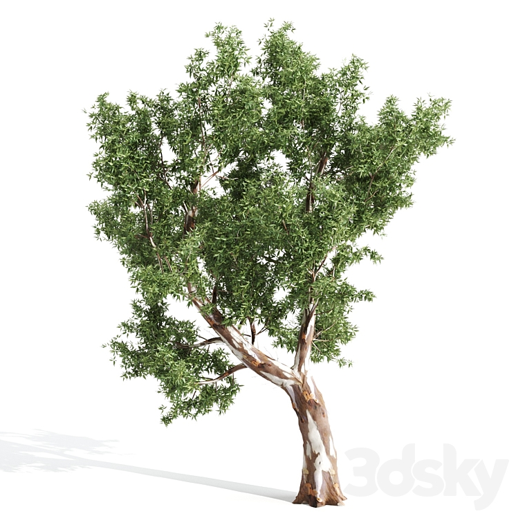 High Quality Eucalyptus tree 3DS Max - thumbnail 2