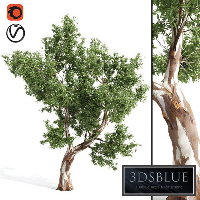 High Quality Eucalyptus tree 3DS Max - thumbnail 3