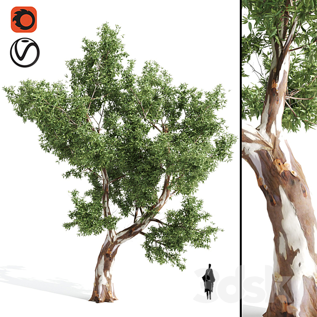 High Quality Eucalyptus tree 3DSMax File - thumbnail 1