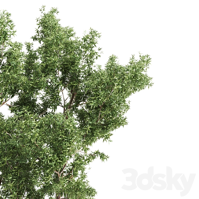 High Quality Eucalyptus tree 3DSMax File - thumbnail 3