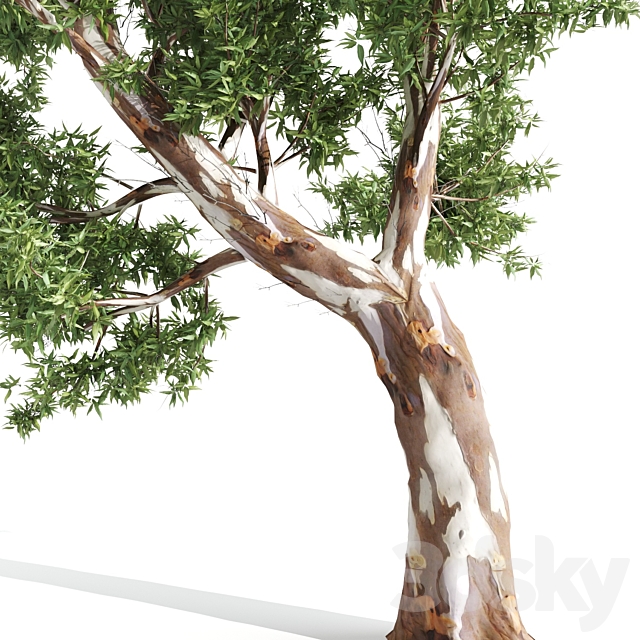 High Quality Eucalyptus tree 3DSMax File - thumbnail 4