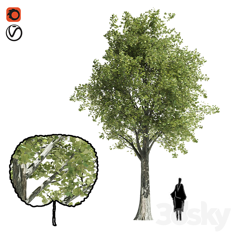 High quality katsura tree 3DS Max - thumbnail 1